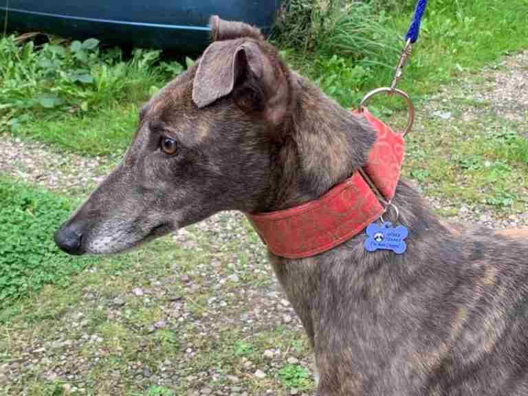 Northern Greyhound Rescue Dogs For Adoption Dogsblog Com