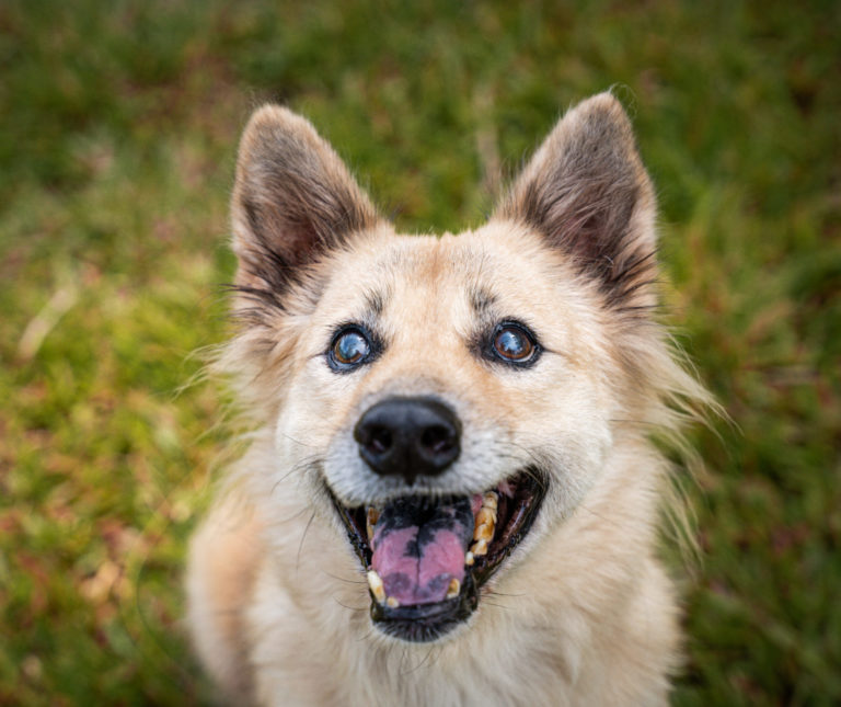 Older Dogs for Adoption - dogsblog.com