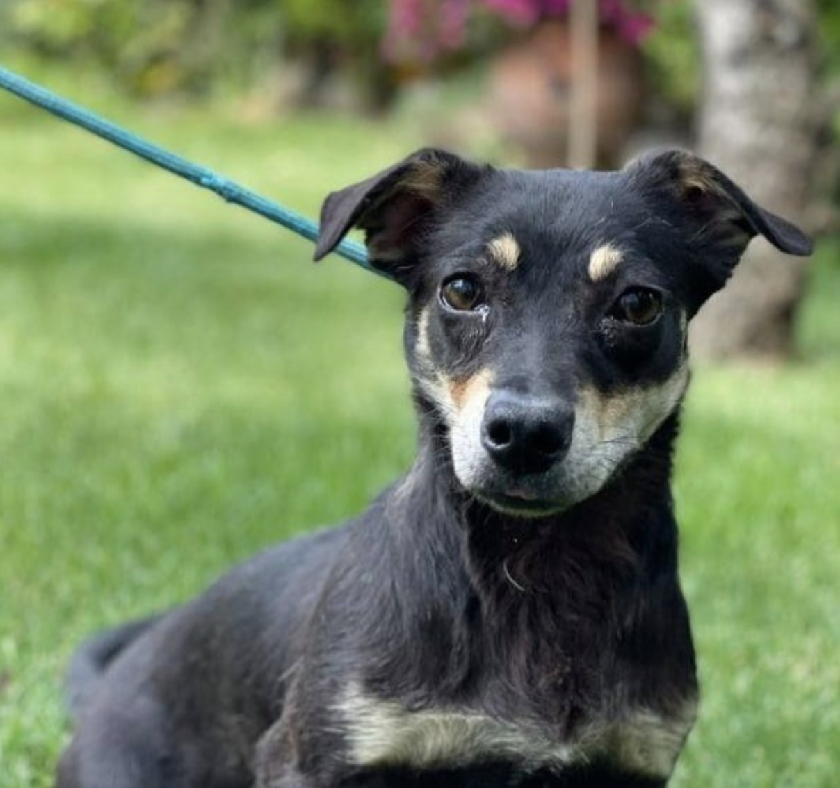 Brutus - 1 year old male Jack Russell Terrier available for adoption