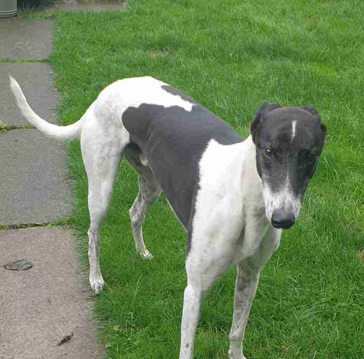 Northern Greyhound Rescue Dogs For Adoption Dogsblog Com
