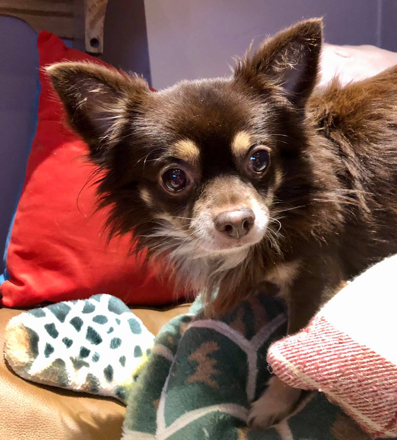 Oreo   20 year old male Chihuahua available for adoption