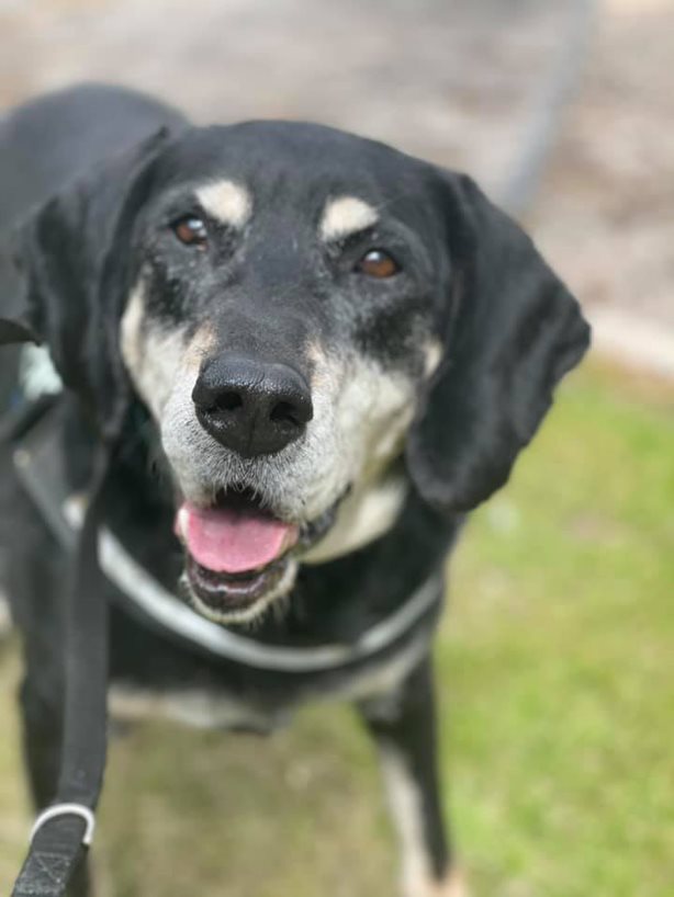 7 Older Dogs Who Would Love A New Life