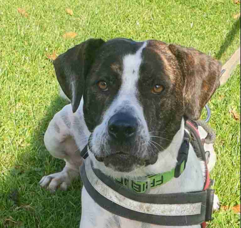 Rovers Dog Rescue Brentwood Essex Dogs For Adoption Dogsblog Com Page 2 Of 24