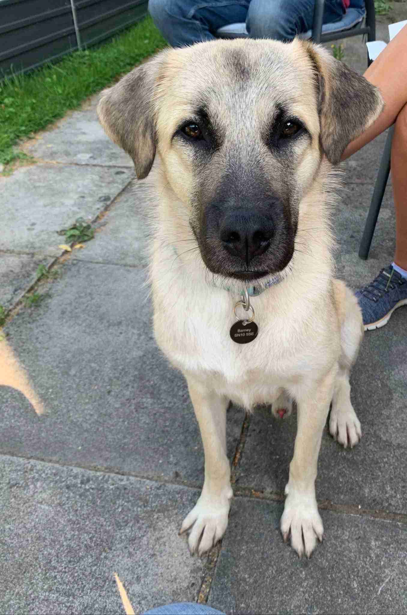 Anatolian Shepherd Rescue Texas - nhg38ff