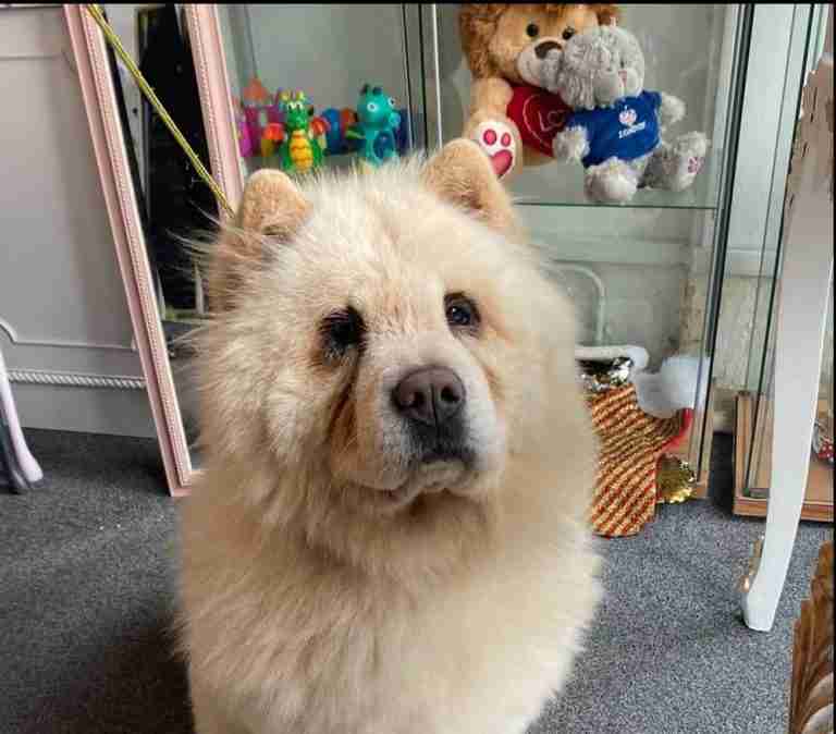 Rovers Dog Rescue Brentwood Essex Dogs For Adoption Dogsblog Com Page 2 Of 24