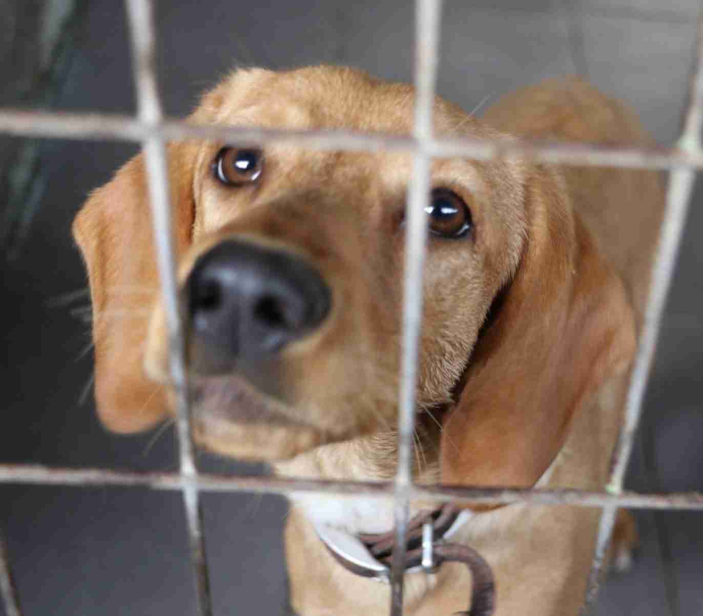 9-month-old-female-italian-segugio-cross-available-for-adoption-my
