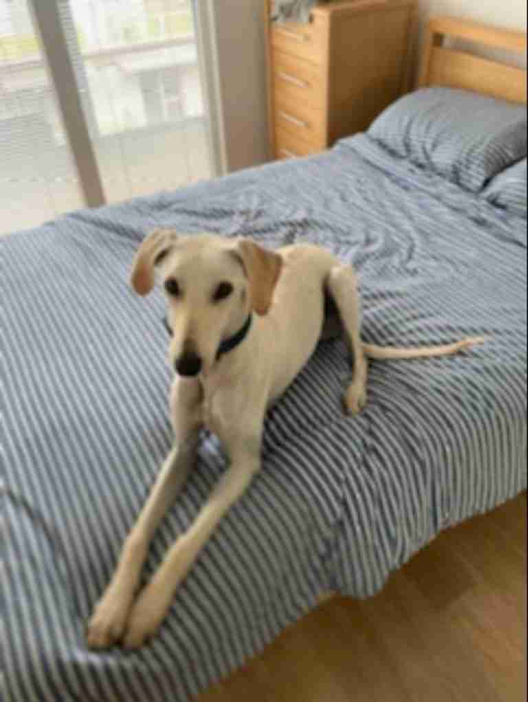 Rovers Dog Rescue Brentwood Essex Dogs For Adoption Dogsblog Com Page 2 Of 24