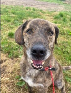 Womble - 7-9 months old male Lurcher available for adoption