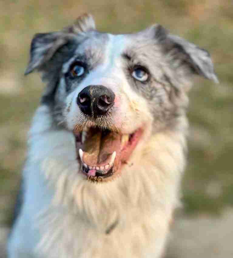 Merlin 18 Month Old Male Border Collie Available For Adoption
