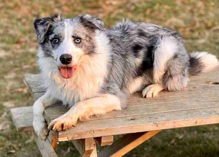 Merlin 18 Month Old Male Border Collie Available For Adoption