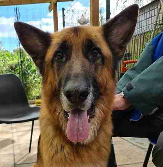 German Shepherd Dogs For Adoption