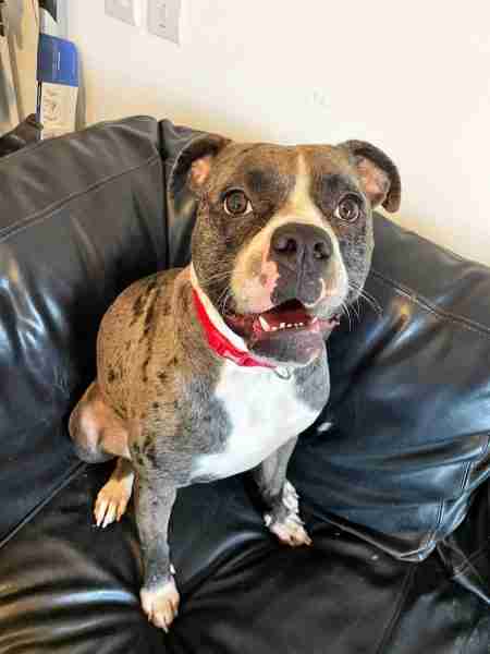 2 12 months outdated feminine American Bulldog Cross