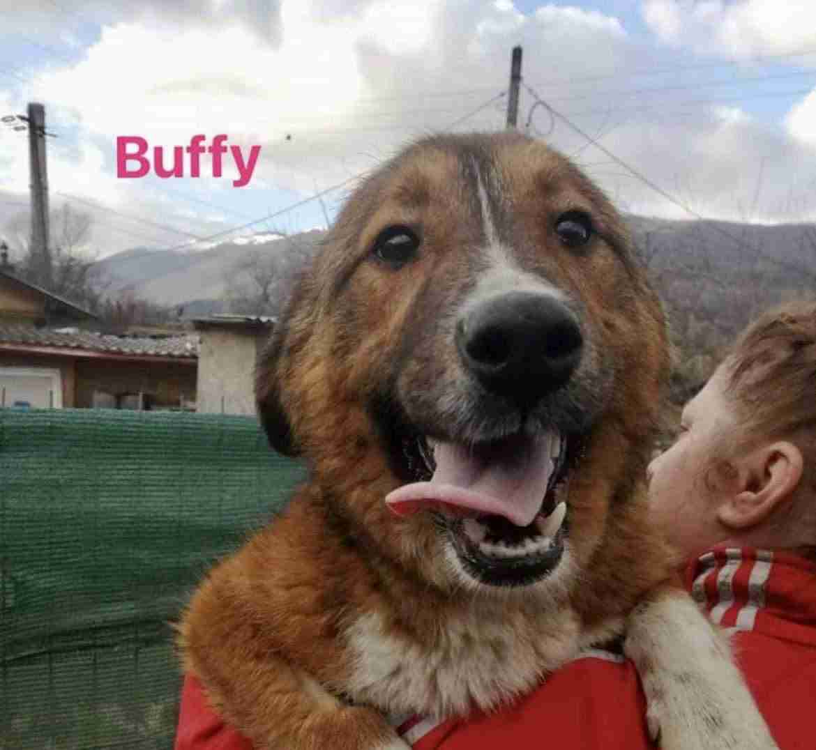Buffy Kim – 7 month previous feminine Cross-Breed obtainable for adoption