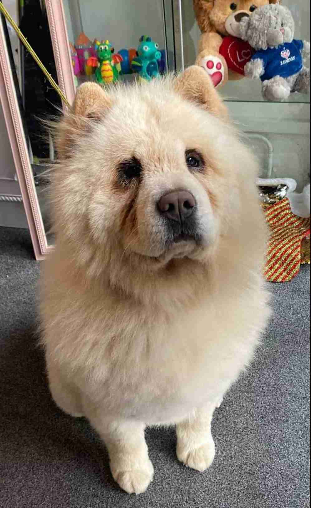 chow chows for adoption