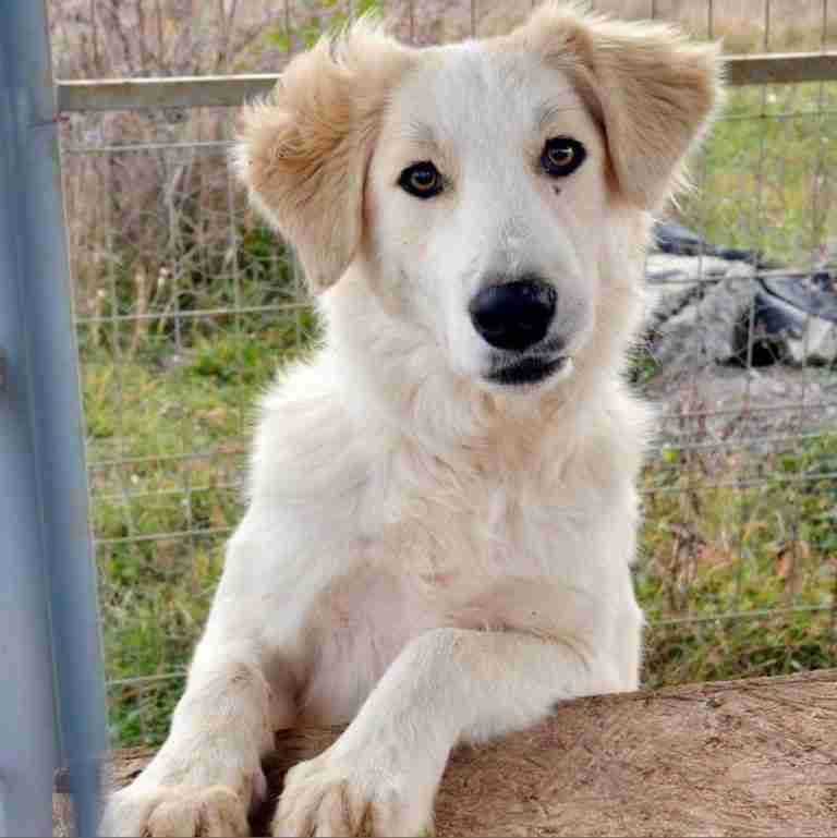 german shepherd with big ears