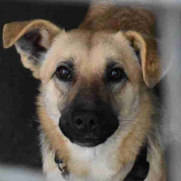 large breed adoption