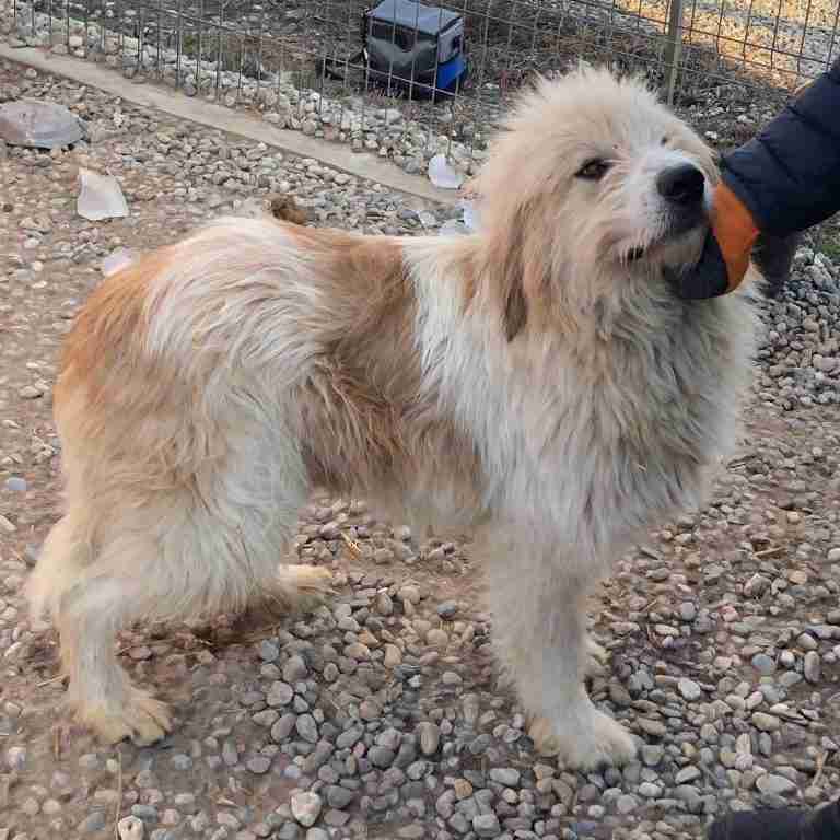 large breed adoption