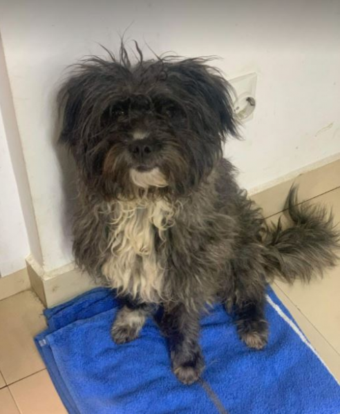 small terriers for adoption