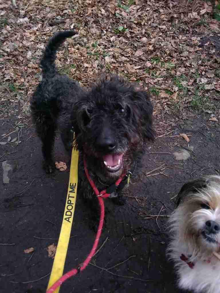 small terriers for adoption