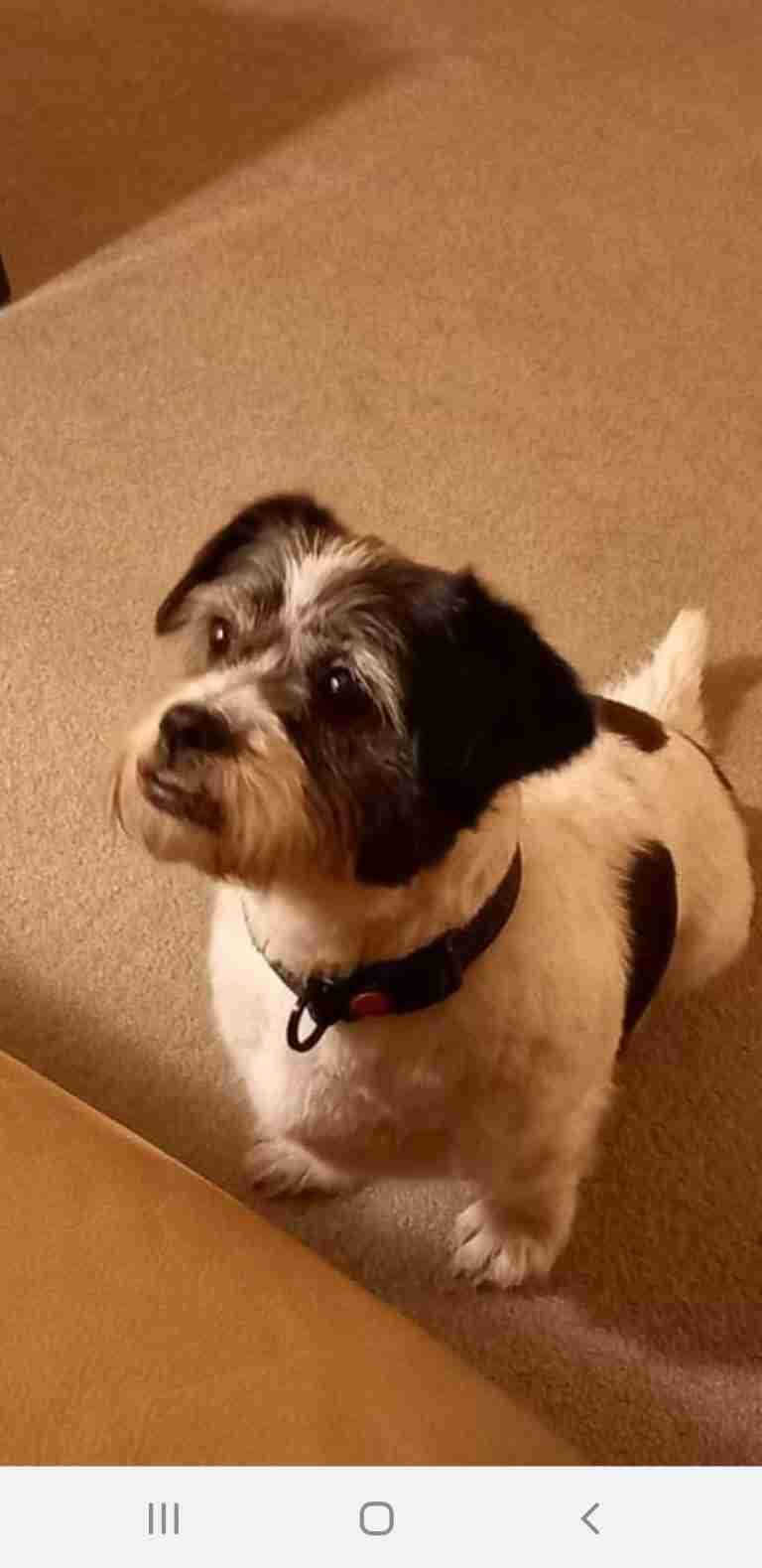 Rovers Dog Rescue Brentwood Essex Dogs For Adoption Dogsblog Com