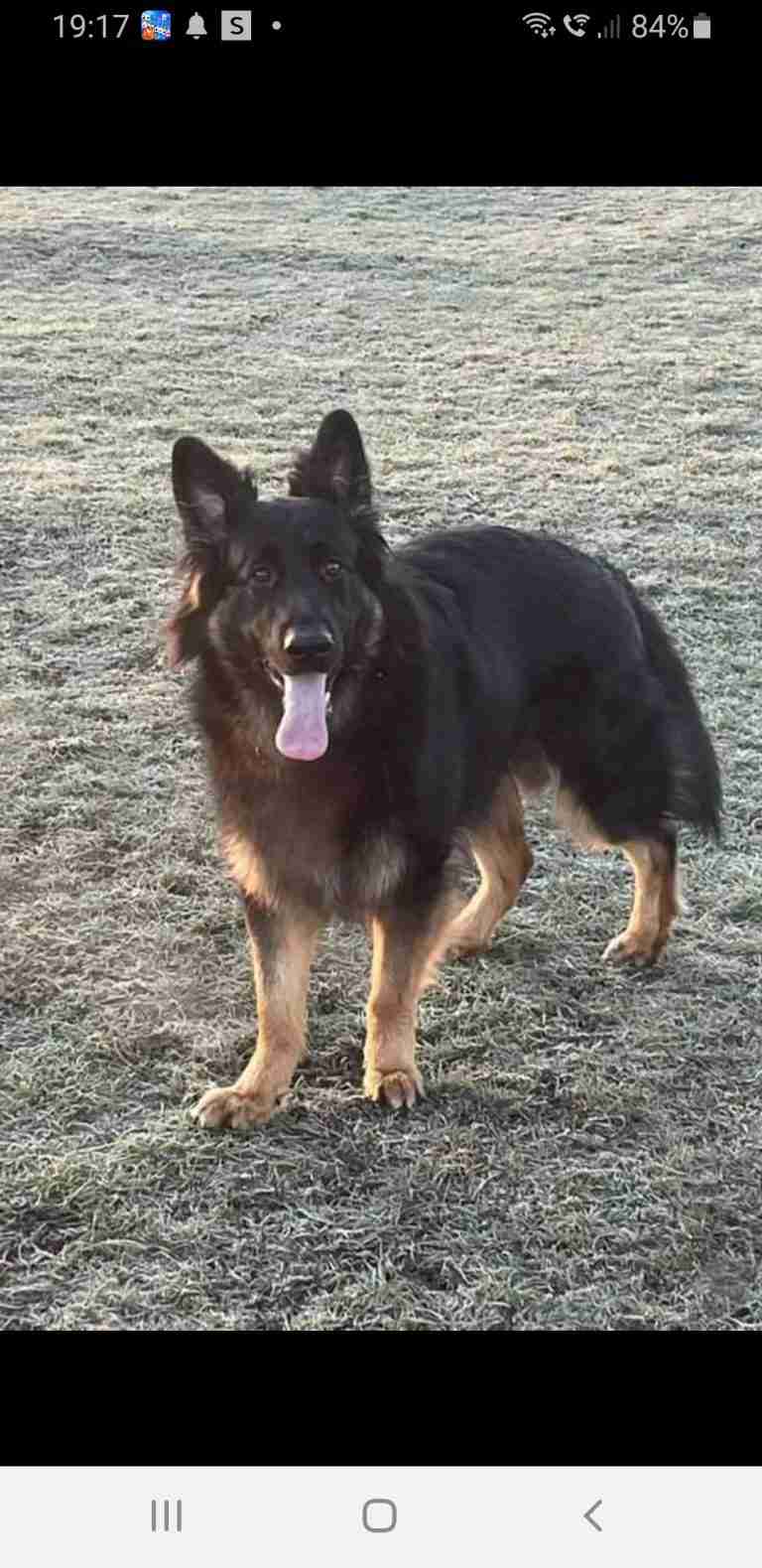 Rovers Dog Rescue Brentwood Essex Dogs For Adoption Dogsblog Com