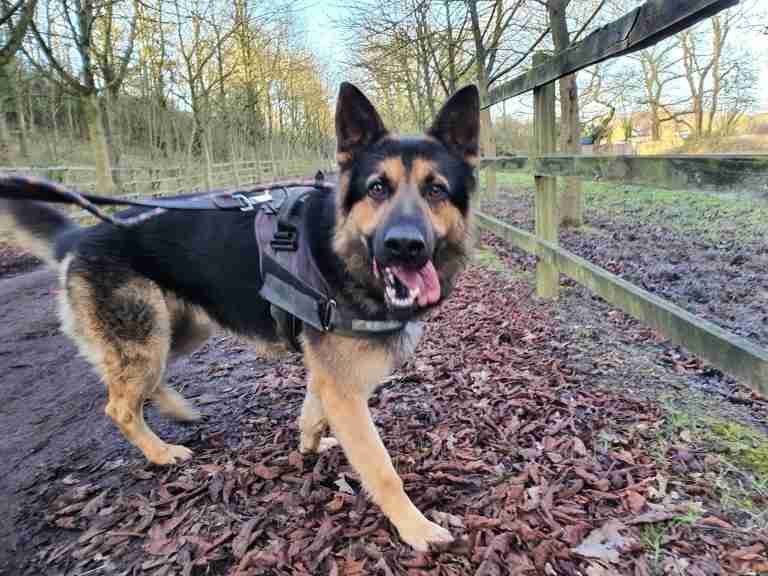 shepherd ark kennels