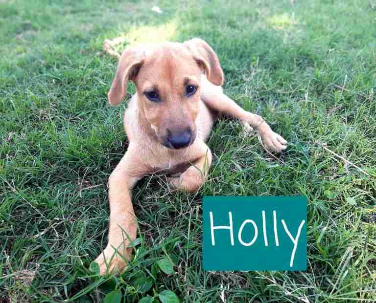 Paws Care And Rescue Uk Dogs For Adoption Dogsblog Com