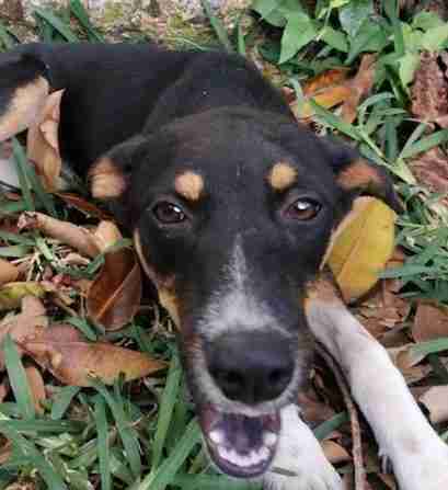 Paws Care And Rescue Uk Dogs For Adoption Dogsblog Com