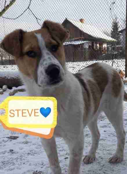 Paw Help Uk Dogs For Adoption Dogsblog Com