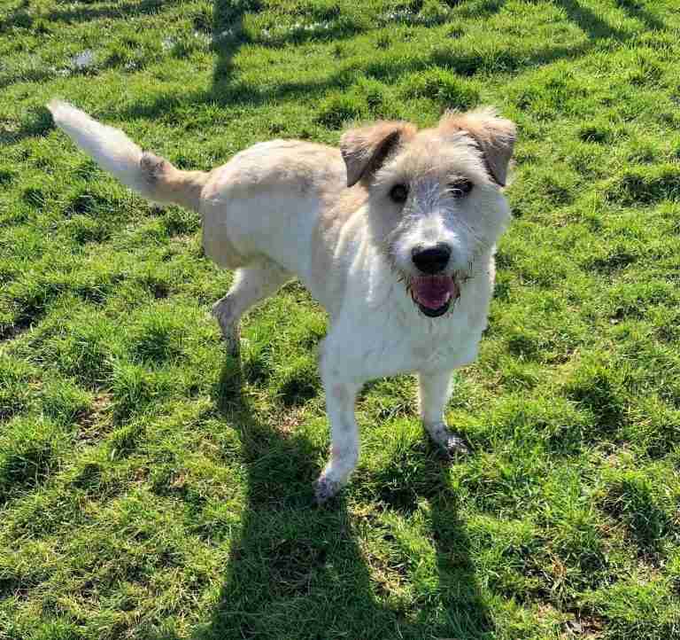 Phoenix Dog Rescue Cheshire Dogs For Adoption Dogsblog Com Phoenix Dog Rescue Cheshire Dogs For Adoption Dogsblog Com