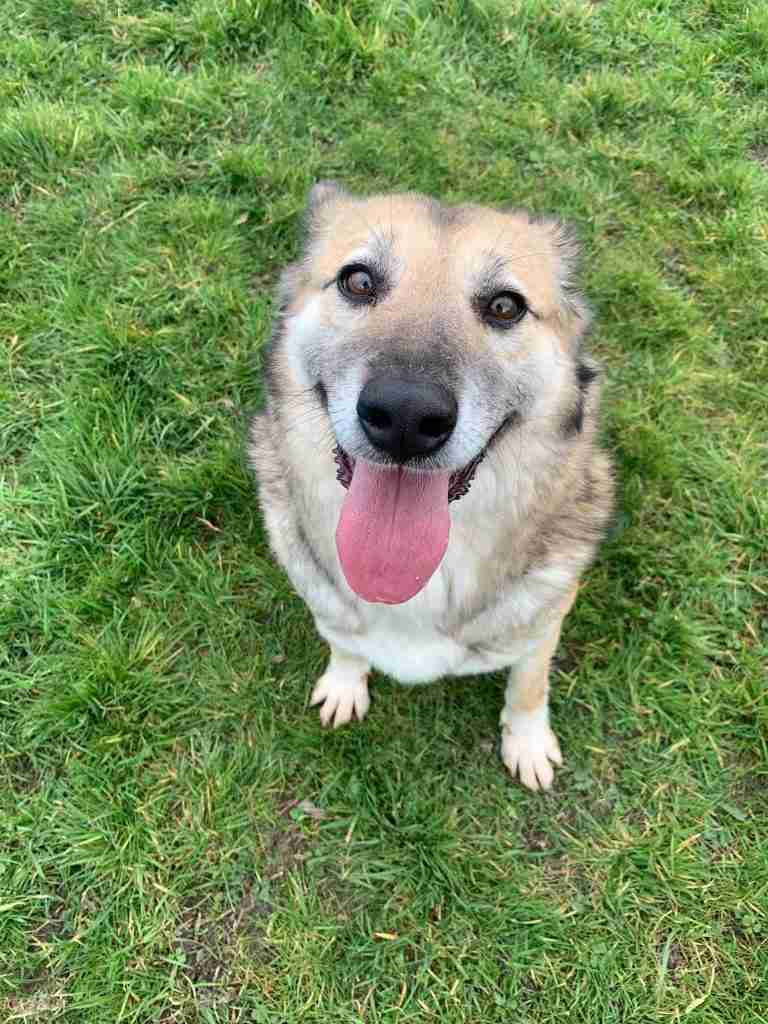 Phoenix Dog Rescue Cheshire Dogs For Adoption Dogsblog Com Phoenix Dog Rescue Cheshire Dogs For Adoption Dogsblog Com