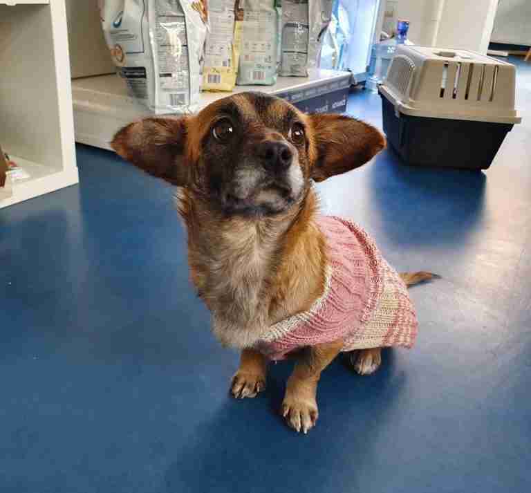 Unknown Cross Small Size Dogs For Adoption