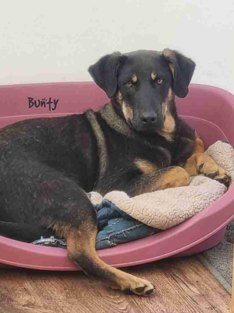 Dogs Paws Aid Dogs For Adoption Dogsblog Com