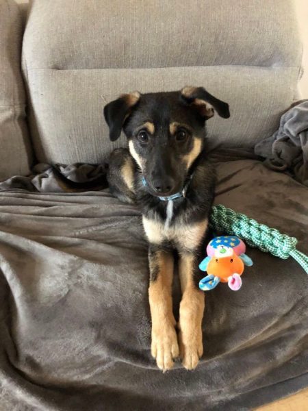 Marnie - 5 month old female German Shepherd Cross available for adoption