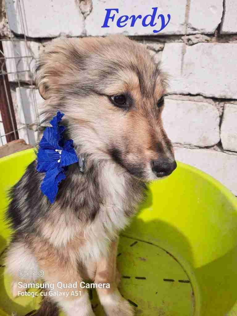 The Biggies League Dogs For Adoption Dogsblog Com Page 3 Of 44