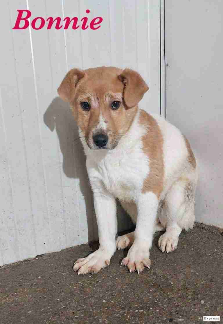 The Biggies League Dogs For Adoption Dogsblog Com Page 3 Of 44